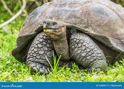 Animals - Galapagos Giant Tortoise on Santa Cruz Island in Galapagos ...