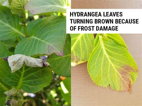 Why Are My Hydrangea Leaves Turning Brown? – World of Garden Plants