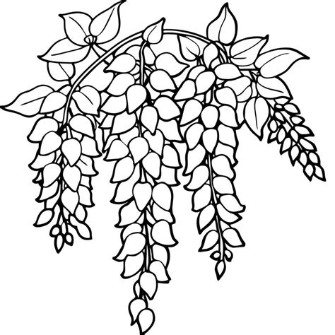 Wisteria Flower outline illustration coloring book page design, Wisteria Flower black and white ...