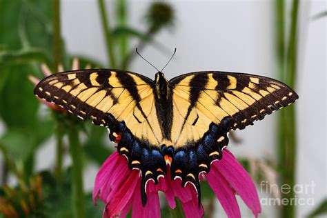 Old World Swallowtail Butterfly Photograph by James Brunker