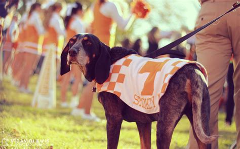 Smokey. GO VOLS! Tn Vols Football, Tennessee Volunteers Football ...