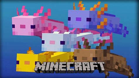 ¿Qué Comen Los Ajolotes En Minecraft? Guía De Cría Y Doma