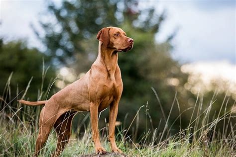 Explore the Deer Hunting "Dog Breeds" - MustPets.Com