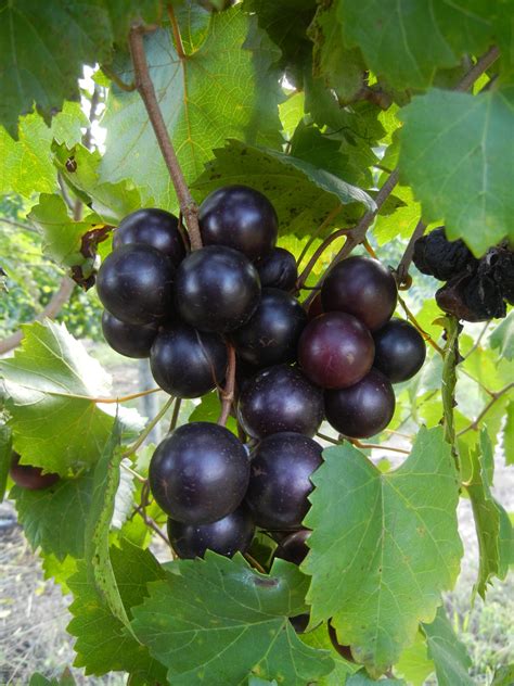 Sugargate Muscadine | Shop Muscadines | Ison's Nursery & Vineyard