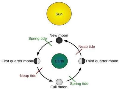 Neap Tide - QS Study