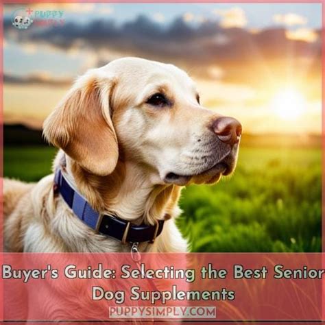 Best Senior Dog Multivitamins: 10 Top Picks for 2023