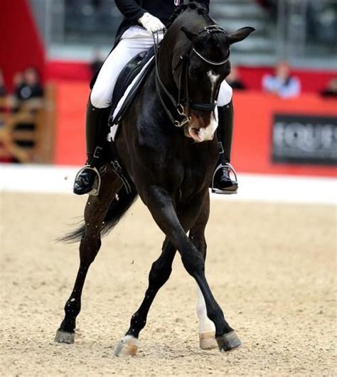 "Dressage riders never die, they halfpass over." Bumper sticker/Horse Hollow Press | Dressage ...