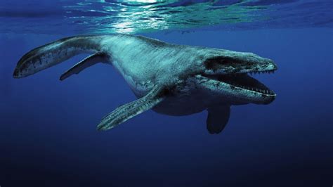 Mosasaurus Pictures & Facts - The Dinosaur Database