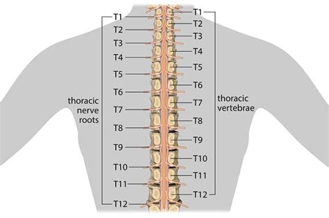 Visceral Pain Affecting Thoracic Region Of The Back - Integrative ...