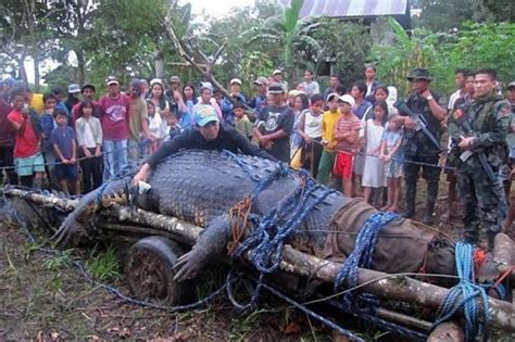 Philippines – Le plus grand crocodile marin en captivité est mort | Tribune de Genève