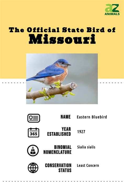 Discover the Official State Bird of Missouri - A-Z Animals