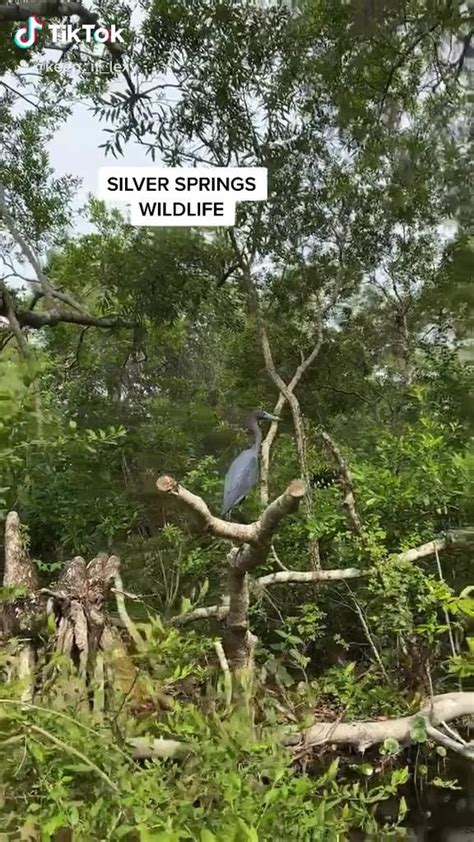 Silver Springs Wildlife [Video] | Adventure travel, Parks and recreation, Florida adventures