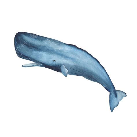 Sperm Whale Clipart Transparent Background, Watercolor Blue Sperm Whale Clipart, Abstract ...