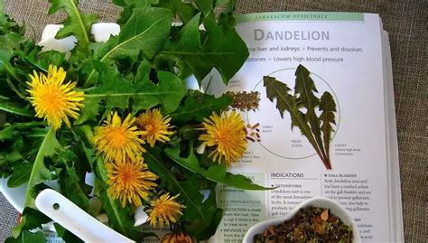 Dandelion Tea Side Effects: Here’s What to Watch Out For