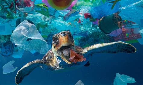 TheSocialTalks - Marine Plastics Pollution