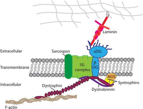 Depiction of the overall structure of the dystrophin‐associated protein... | Download Scientific ...