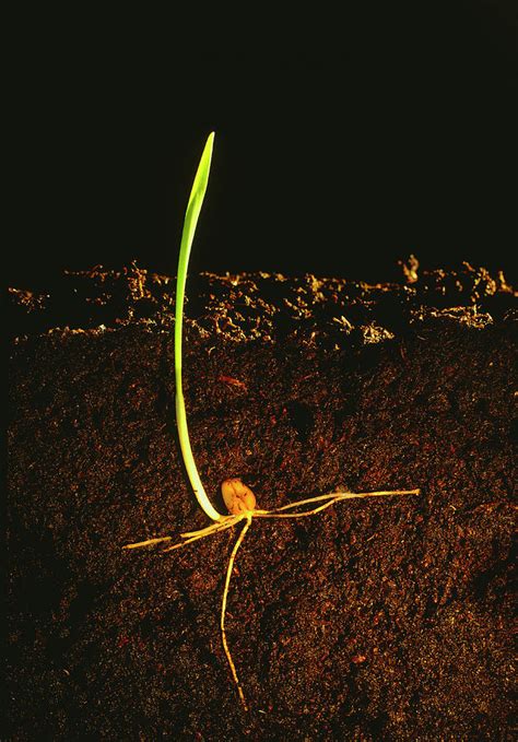 Germination Of Wheat Seed In Soil Photograph by Adam Hart-davis/science Photo Library - Fine Art ...