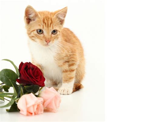 Wallpaper kitty cat Cats Roses Ginger color animal