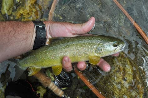 Sticky Ferrule: Marble trout and Adriatic Grayling in Slovenia