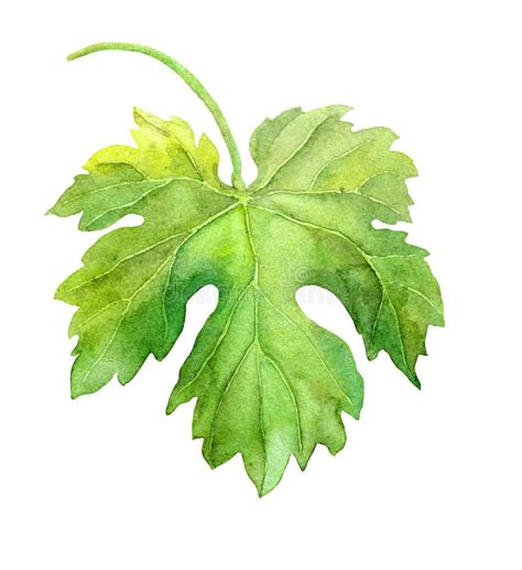 Grape Vine Leaves Drawing