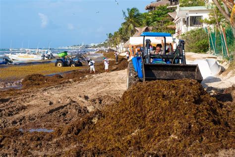 How is the seaweed in Riviera Maya? A Sargassum Update