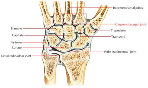 Carpometacarpal Joints – Earth's Lab