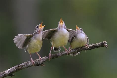 The,Birds,Singing - Catholic Digest