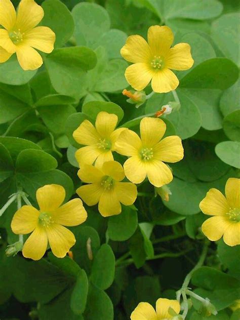 Yellow Wood-Sorrel ~Oxalis stricta~ Organic Seeds ~ aka Lemon Grass, Lemon Clover and False ...