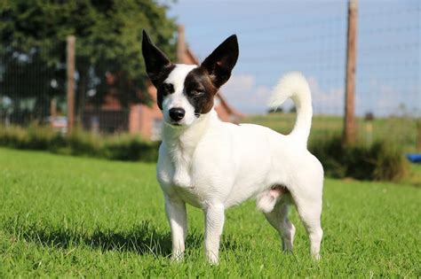 Jack Russell Chihuahua Mix: Is This Tenacious Terrier The Dog For You? | Chihuahua mix, Jack ...