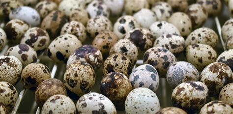 How Long Will Quail Eggs Stay Fresh? | Spring Creek Quail Eggs