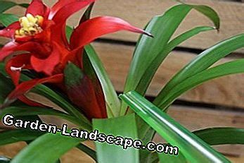 Planten: Bromelia, Bromelia - Locatie, Verzorging En Voortplanting | 2024