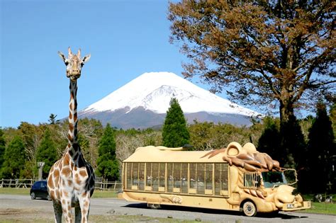 Fuji Safari Park - Encounter Animals Up Close At Mt. Fuji's Base | LaptrinhX / News