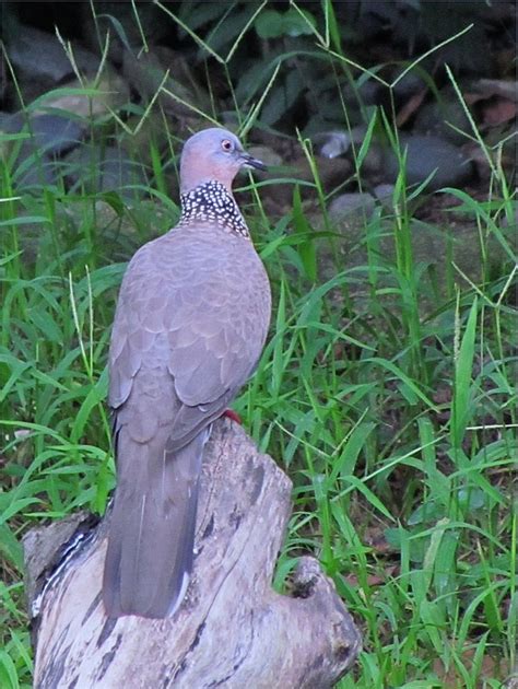 Kowloon Park - Bird Watcher and Photographer