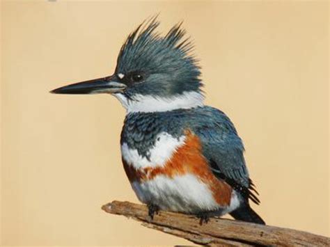 Pin on Birds of Washington State