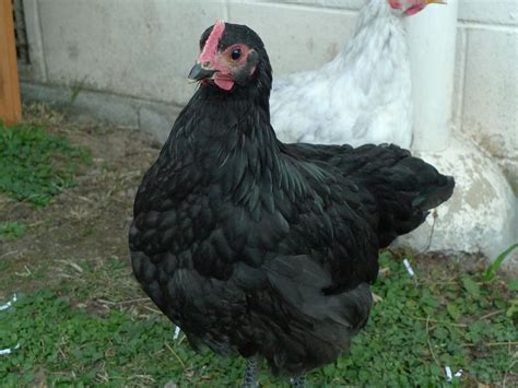 Crowing Australorp Hen or Rooster??