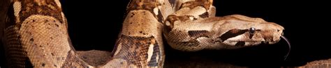 New-Hampshire-show-me-reptile-show-exotic pet expo - Educational ...