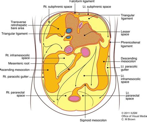 Peritoneal recesses | Anatomía médica, Anatomía, Fisiología