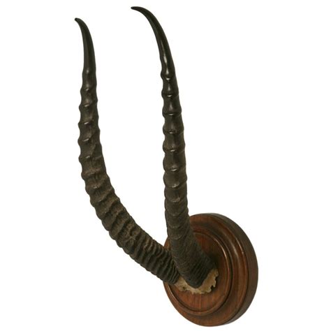 Gazelle Horn Trophy at 1stDibs