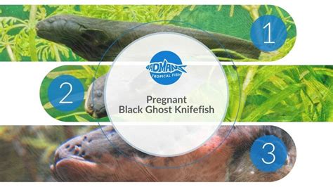 Black Ghost Fish Breeding