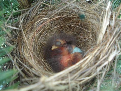 Baby birds in nest | Pics4Learning