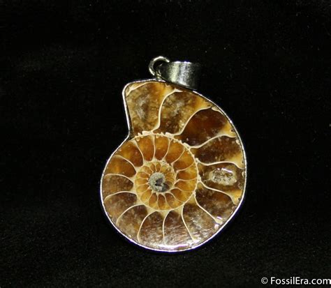 Ammonite Pendant (#669) For Sale - FossilEra.com