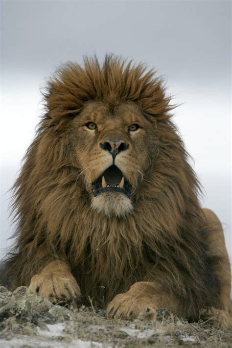 Barbary Lion Facts, Habitat and Diet - Discovery UK