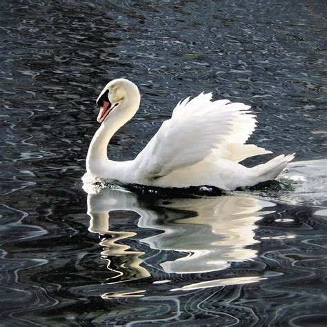 Swan on Lake Eola Painting by Glennis Siverson - Pixels