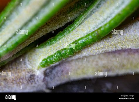 Rosemary leaf oil essence detail macro microscope Stock Photo - Alamy