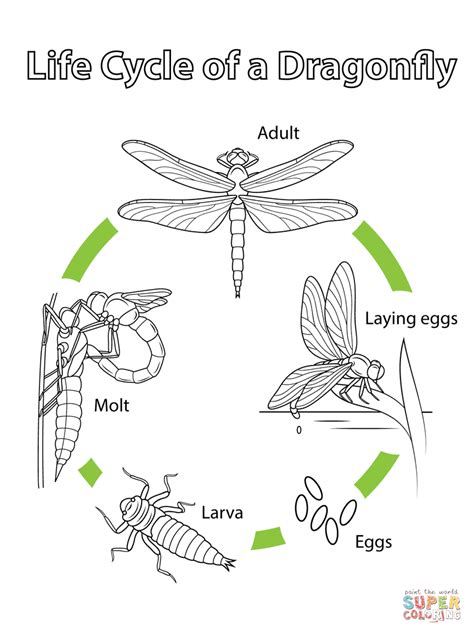 Life Cycle of a Dragonfly coloring page | Free Printable Coloring Pages