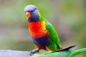 Rainbow Lorikeet Facts, Pet Care, Diet, Price, Pictures