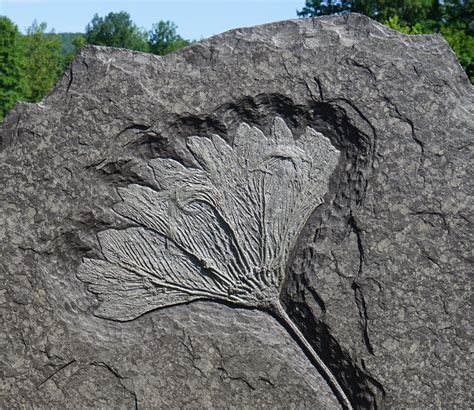 Large Crinoid Fossil for Sale - Seirocrinus, Holzmaden – Fossil Realm