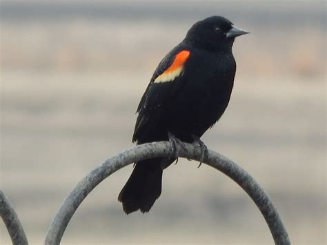 Do Red-winged Blackbirds Play the Field? Nesting - Mating Habits