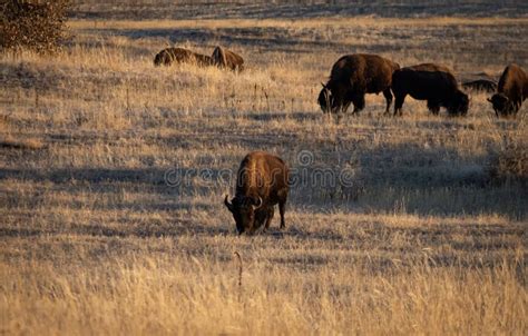 A Herd of Buffalo Grazing on the Plains Stock Image - Image of tourism, west: 168456191