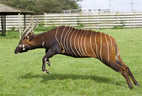 Eastern Bongo • Fun Facts and Information For Kids